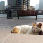 Macskás poszt az Emírségből, Blogosz