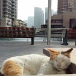 Macskás poszt az Emírségből, Blogosz