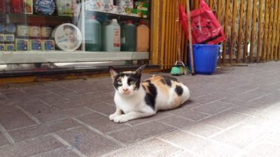 Macskás poszt, Blogosz