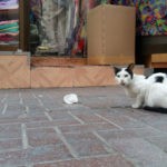 Macskás poszt, Blogosz