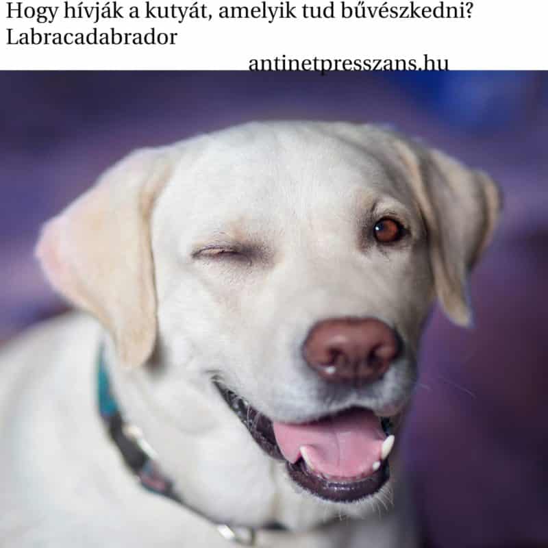 Humoros varázslat