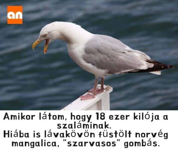 Humoros prémium termék