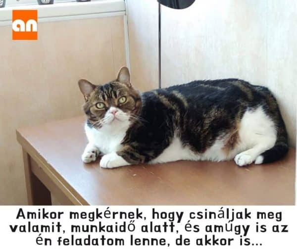 Munkahelyi teljesítmény humor