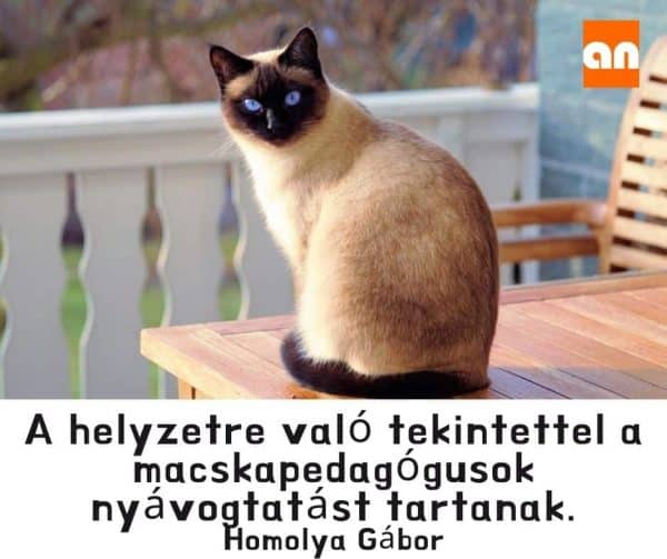 Távoktatás humor