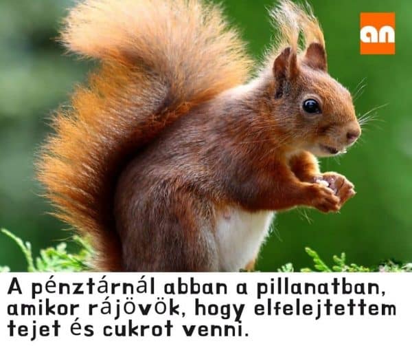 Sor a kasszánál humor
