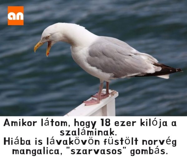 Hentespultnál humor