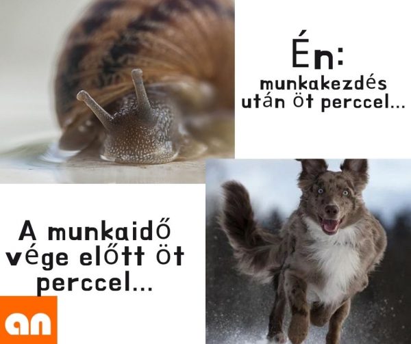 Munkahelyi hatékonyság humor