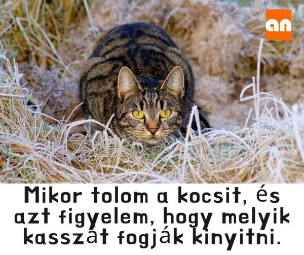 Vicces kassza keresés