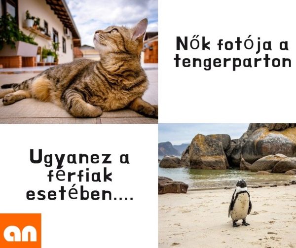 Tengerparti fotó humor