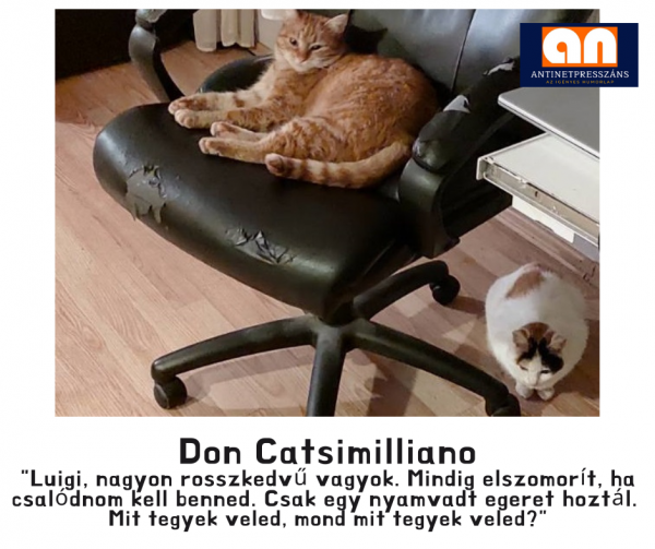 Humoros macska maffia