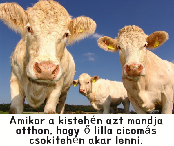 Tehénke humor