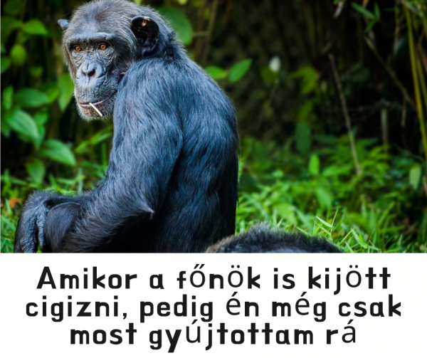 Cigiszünet humor