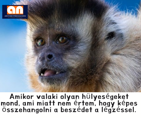 Hülye beszéd humora