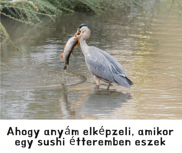Sushi humor